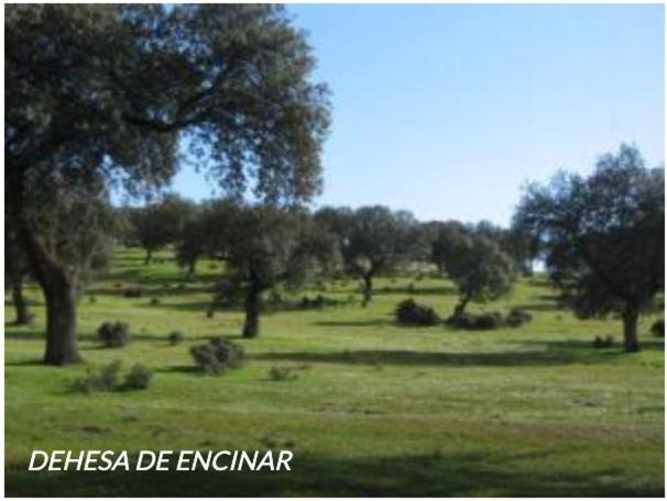 Casa Rural Con Encanto El Coronel, Los Panchez, Fuente Obejuna Eksteriør billede